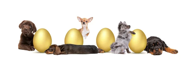 Pět Štěňátek Uspořádaných Kolem Zlatých Velikonočních Vajec Před Bílým Pozadím — Stock fotografie