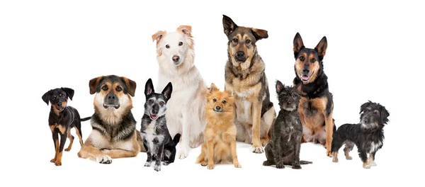 Група Дев Яти Змішаних Порід Собак Перед Білим Тлом Тільки — стокове фото