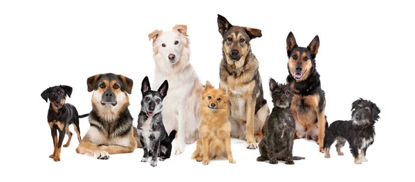 Grupo Nove Cães Raça Mista Frente Fundo Branco Apenas Rafeiros — Fotografia de Stock