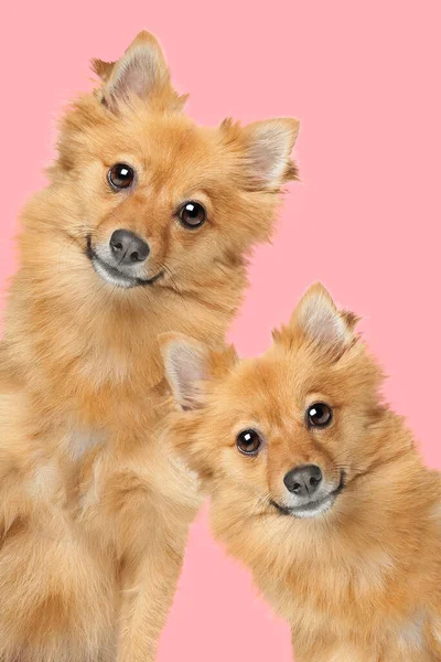 Portrait Two Mixed Breed Fluffy Dogs Looking Camera Front Pink — Stock Photo, Image