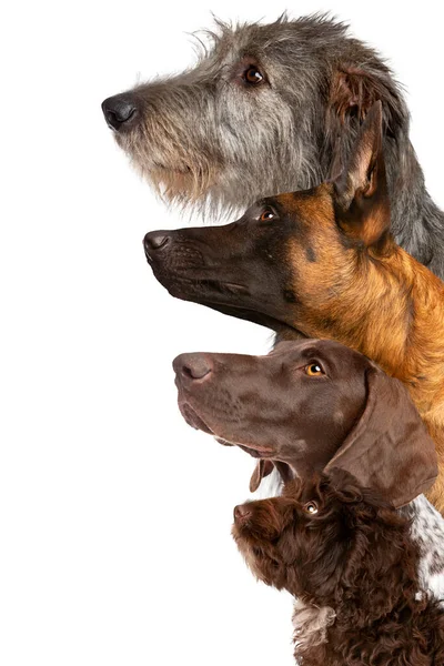 Портрет Чотирьох Собак Які Дивляться Вгору Перед Білим Тлом — стокове фото