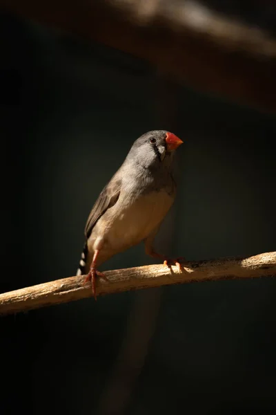 暗い背景を持つ枝上のZebra Finch — ストック写真