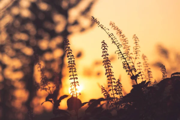 Grass Λουλούδι Close Μαλακό Εστίαση Λίγο Άγριο Γρασίδι Λουλούδια Στην — Φωτογραφία Αρχείου