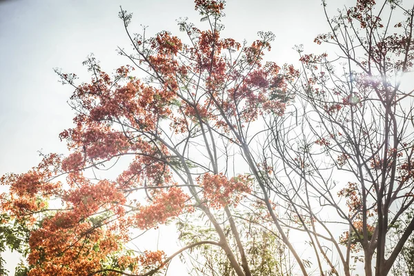 Sunlight Shine Flam Boyant Flame Tree Royal Poinciana — Stock Photo, Image