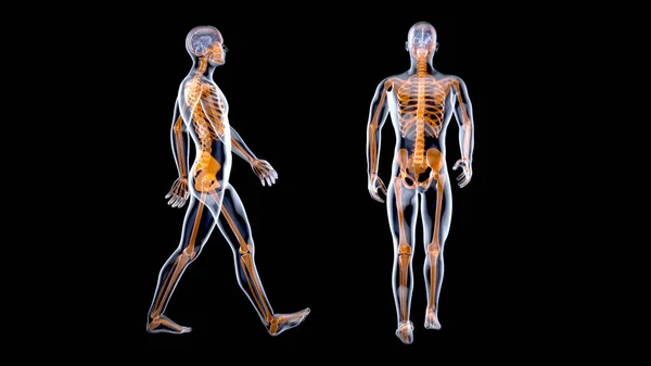 Koncepcja Anatomii Człowieka Xray Chodzenia — Zdjęcie stockowe