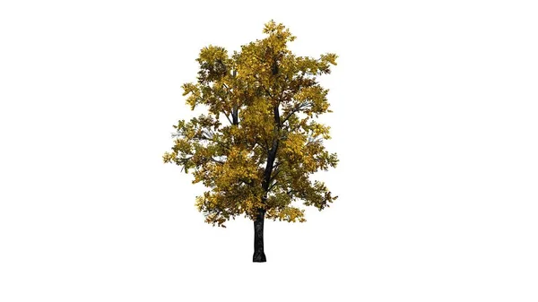 European Linden Tree Autumn Isolated White Background Illustration — Stock Photo, Image