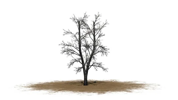 Європейське Дерево Лінден Взимку Піску Ізольоване Білому Тлі Illustration — стокове фото
