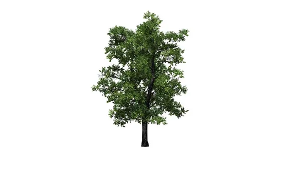ヨーロッパのリンデンの木 白を背景に孤立 3Dイラスト — ストック写真