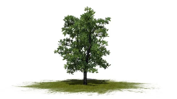 Alberi Tiglio Europeo Area Verde Isolati Sfondo Bianco Illustrazione — Foto Stock