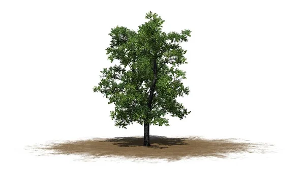 Ευρωπαϊκή Linden Δέντρο Στην Περιοχή Της Άμμου Απομονώνονται Λευκό Φόντο — Φωτογραφία Αρχείου