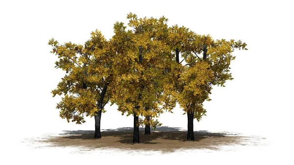 Grupo Árvores Tília Europeias Outono Área Areia Com Sombra Chão — Fotografia de Stock