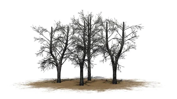 Μια Ομάδα Ευρωπαϊκών Δένδρων Linden Χειμώνα Αμμώδη Περιοχή Σκιά Στο — Φωτογραφία Αρχείου