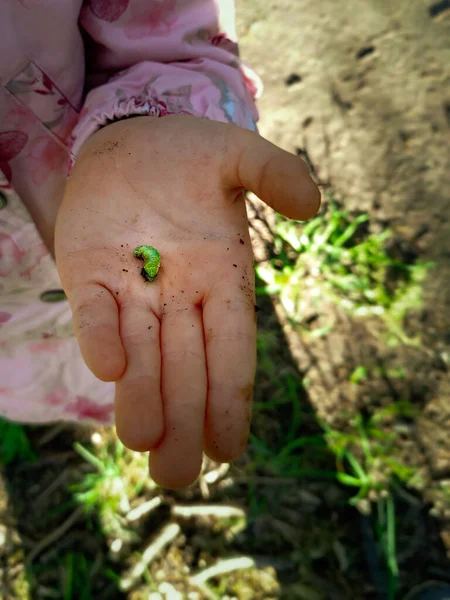 Selectieve Focusopname Van Een Rups Hand Van Een Kind — Stockfoto