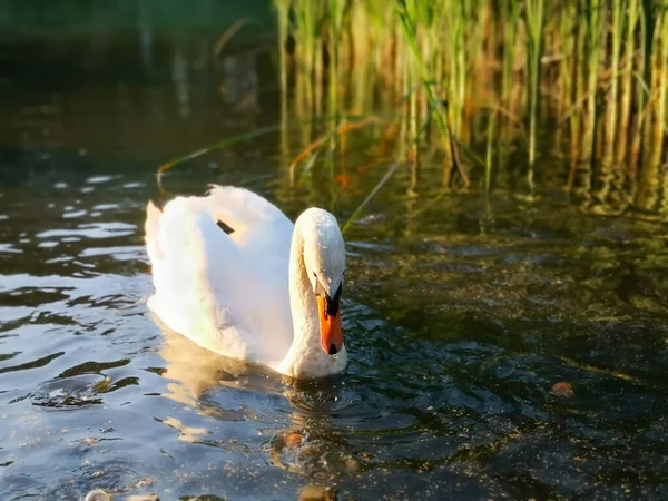 Primo Piano Cigno Bianco Che Nuota Nello Stagno — Foto Stock