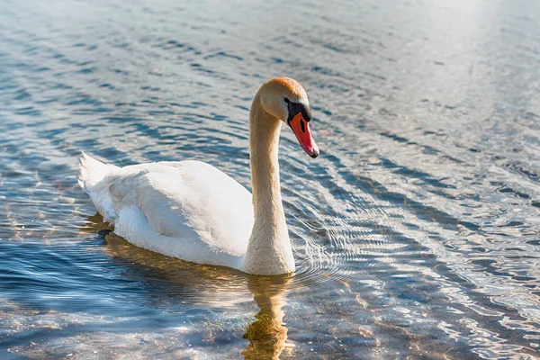 Cisne Branco Bonito Com Uma Tarde Cênica Luz Dourada Lago — Fotografia de Stock