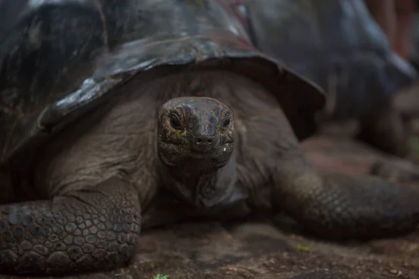 Primer Plano Una Tortuga — Foto de Stock