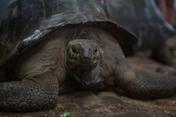 Primer Plano Una Tortuga Buscando Descanso — Foto de Stock