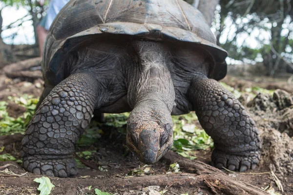 Närbild Sköldpadda Djurparken — Stockfoto