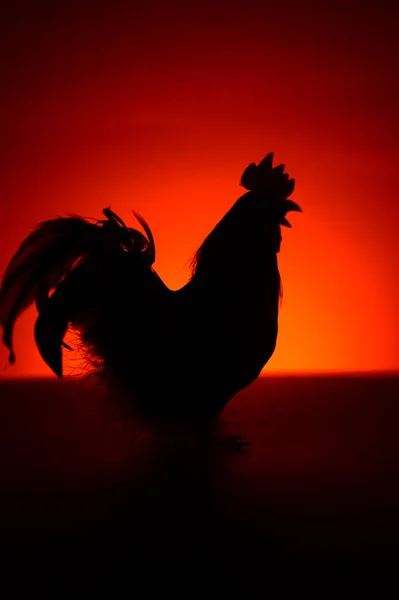 Rooster Background Sunset — Stock Photo, Image