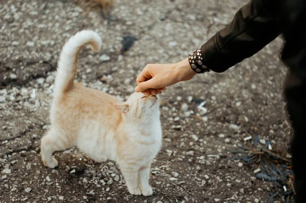 Una Joven Está Jugando Con Gato Parque — Foto de Stock