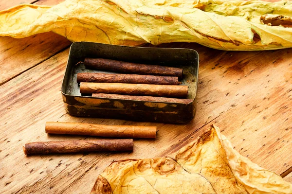 Cigarillos Dry Tobacco Leaf Tobacco Smoking Concept — Stock Photo, Image