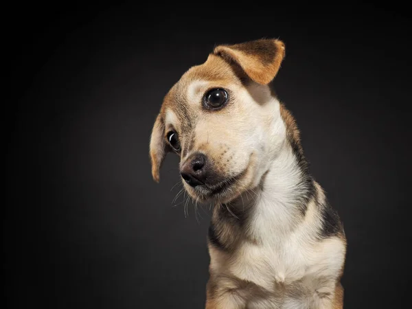 Retrato Estudio Cachorrito Sobre Fondo Negro —  Fotos de Stock