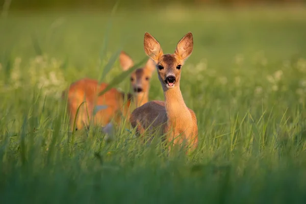 Two Roe Deer Capreolus Capreolus Fawns Standing Medaow Summertime Nature — Stock Photo, Image