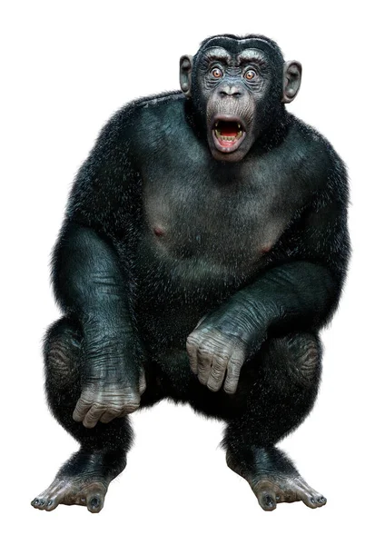 Svart Gorilla Isolerad Vit Bakgrund — Stockfoto