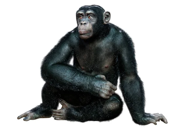 Gorila Negro Aislado Sobre Fondo Blanco — Foto de Stock