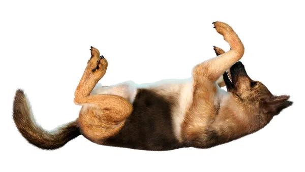 Beyaz Arka Planda Izole Edilmiş Bir Alman Çoban Köpeğinin Boyutlu — Stok fotoğraf