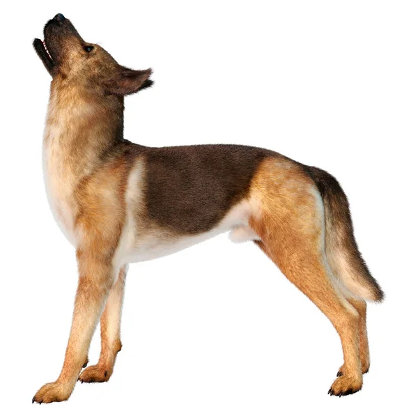 德国牧羊犬在白色背景下被隔离的3D图像 — 图库照片