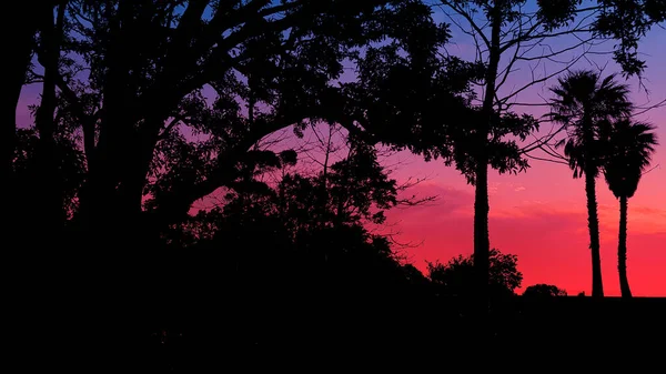 Siluet Pohon Dengan Matahari Terbenam Merah — Stok Foto