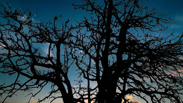 Ramos Árvores Céu — Fotografia de Stock