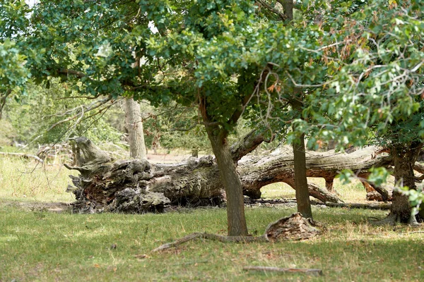 Large Tree Forest — Stock Photo, Image