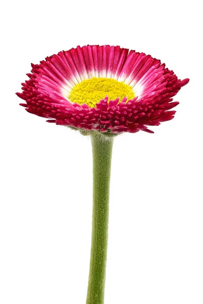 Красива Квітка Гербери Ізольована Білому Тлі — стокове фото