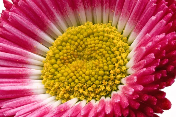 Schöne Gerbera Blume Aus Nächster Nähe — Stockfoto