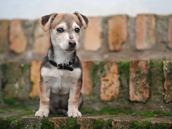 犬の肖像画を閉じます — ストック写真