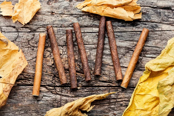 Cigarillos Dry Tobacco Leaf Tobacco Smoking Concept — Stock Photo, Image