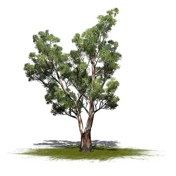 Красное Кустарниковое Дерево Зеленой Зоне Тенью Полу Изолировано Белом Фоне — стоковое фото