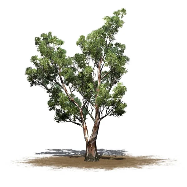 Rött Tuggummi Träd Sand Område Med Skugga Golvet Isolerad Vit — Stockfoto