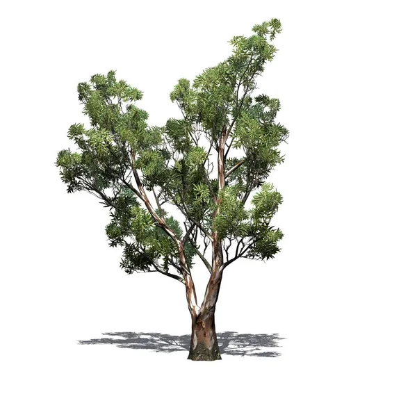 Árvore Goma Vermelha Com Sombra Chão Isolado Fundo Branco Ilustração — Fotografia de Stock