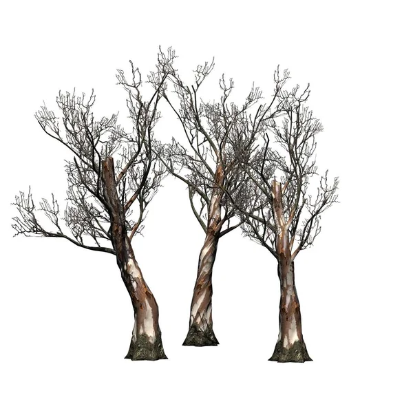 Grupa Czerwonych Drzew Gumowych Zimie Izolowane Białym Tle Ilustracja — Zdjęcie stockowe
