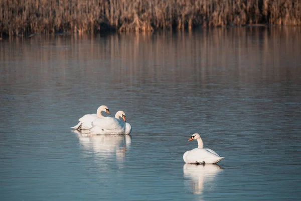 Белый Немой Лебедь Отдыхает Замерзшем Пруду Природа Весна Зимняя Сцена — стоковое фото