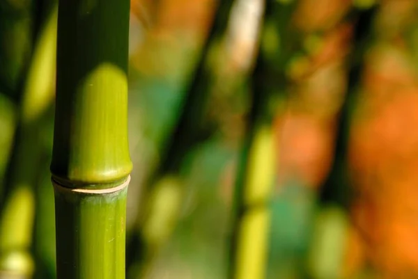 Hojas Bambú Bosque — Foto de Stock