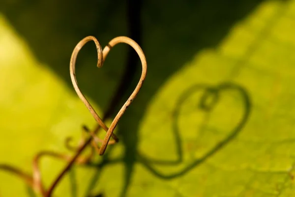 Photo Montrant Ombre Une Vigne Sur Une Feuille Vigne Forme — Photo