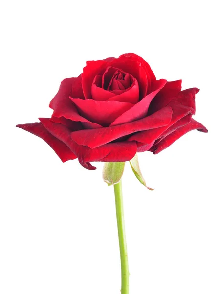 Rose Rouge Isolée Sur Fond Blanc — Photo