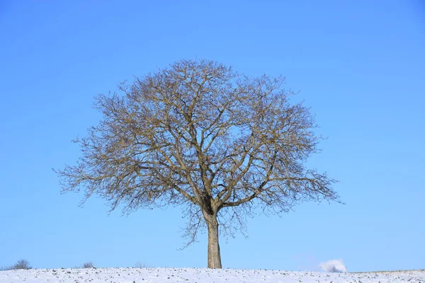 Single Tree Winter Leaves Blue Sky — Stock Photo, Image