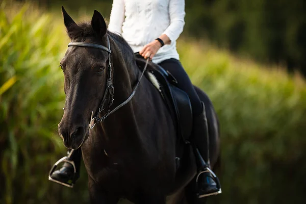 Mujer Montando Caballo Deportes Ecuestres Concepto Equitación Ocio — Foto de Stock