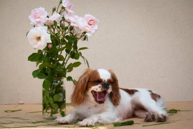 Puppy breed cavalier King Charles Spaniel, white-red color, next to a bouquet of pink roses, on a cardboard beige background, lies and yawns clipart