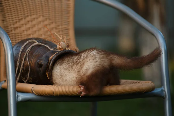 Eine Kleine Braune Katze Sitzt Auf Einem Stuhl — Stockfoto